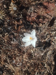 Gethyllis campanulata