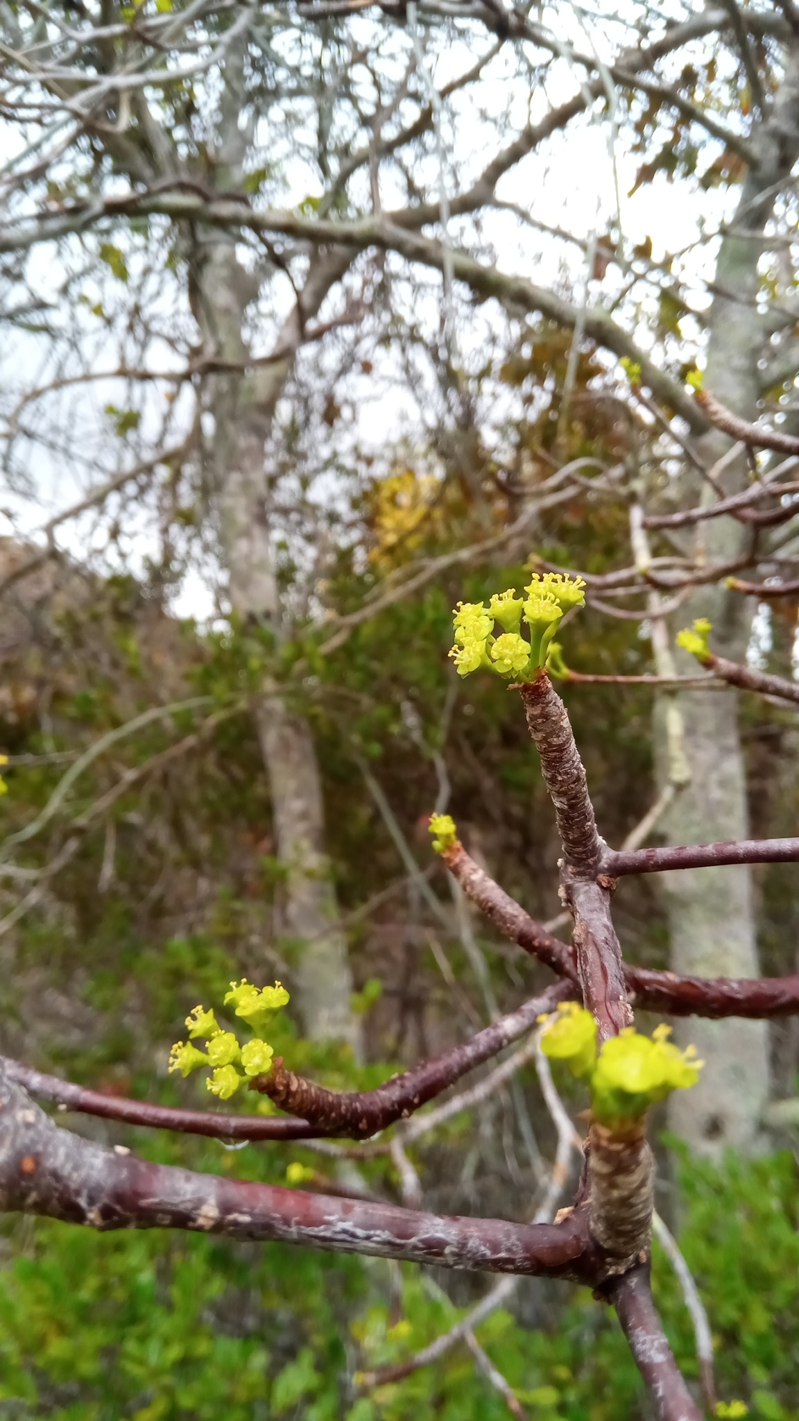 Euphorbia martinae