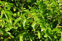 Allophylus timorensis