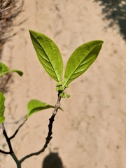 Peponidium