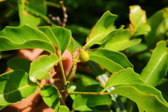 Allophylus timorensis