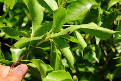 Allophylus timorensis