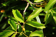 Allophylus timorensis