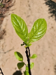 Peponidium