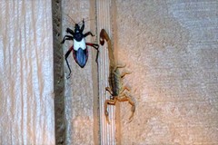 Microtomus purcis