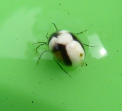 Hydrachna