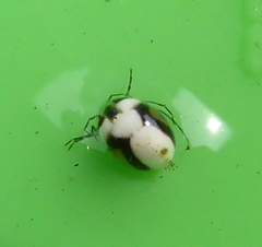 Hydrachna