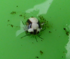 Hydrachna