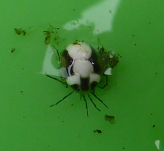 Hydrachna