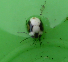 Hydrachna
