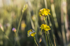 Goodenia pinnatifida