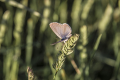 Zizina otis labradus