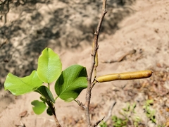 Indigofera dionaeifolia image