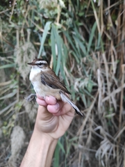 Acrocephalus melanopogon