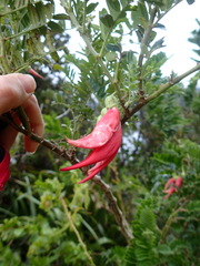 Clianthus maximus