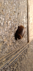 Arthrosphaera