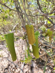 Adenia olaboensis image