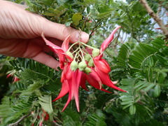 Clianthus maximus