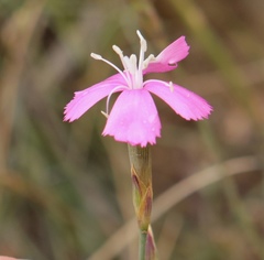 Dianthus basuticus fourcadei