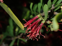 Amyema gaudichaudii