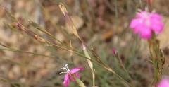 Dianthus basuticus fourcadei
