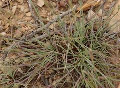 Dianthus basuticus fourcadei
