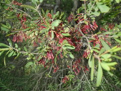 Amyema gaudichaudii