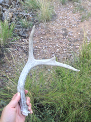 Odocoileus virginianus carminis