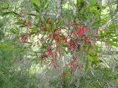 Amyema gaudichaudii