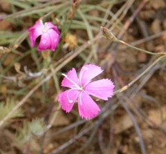 Dianthus basuticus fourcadei