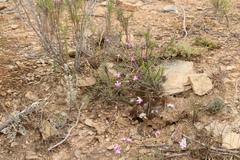 Dianthus basuticus fourcadei