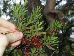 Amyema gaudichaudii
