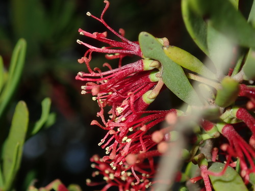 Image of Amyema gaudichaudii by (c) Thomas Mesaglio, some rights reserved (CC BY)