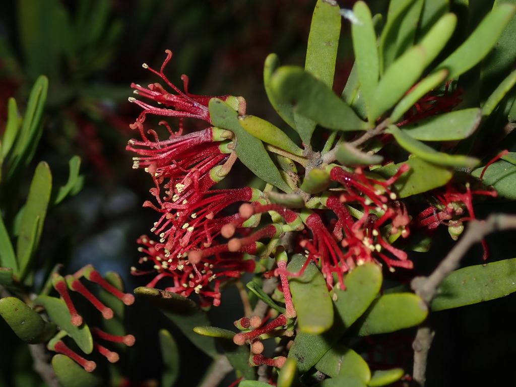 Paperbark Mistletoe