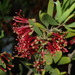 Amyema gaudichaudii - Photo (c) Thomas Mesaglio, some rights reserved (CC BY), uploaded by Thomas Mesaglio