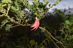 Clianthus maximus