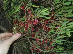 Amyema gaudichaudii