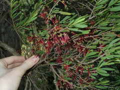 Amyema gaudichaudii