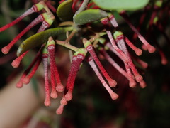 Amyema gaudichaudii