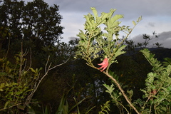 Clianthus maximus