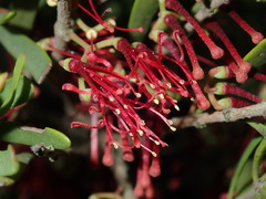 Amyema gaudichaudii