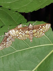 Polygrammodes dubialis