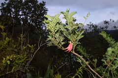 Clianthus maximus