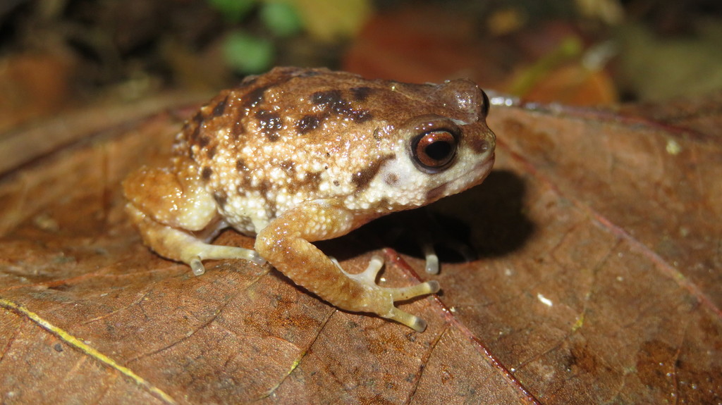 Mazumbai Warty Frog