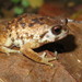 Mazumbai Warty Frog - Photo (c) John Lyakurwa, some rights reserved (CC BY)