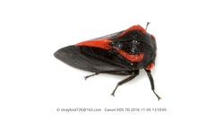 Machaerotypus yananensis