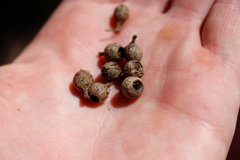 Eucalyptus piperita