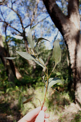 Eucalyptus piperita