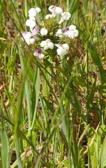 Triphysaria versicolor versicolor