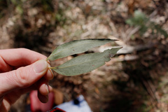 Eucalyptus piperita